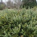 Sarcococca ruscifolia P16